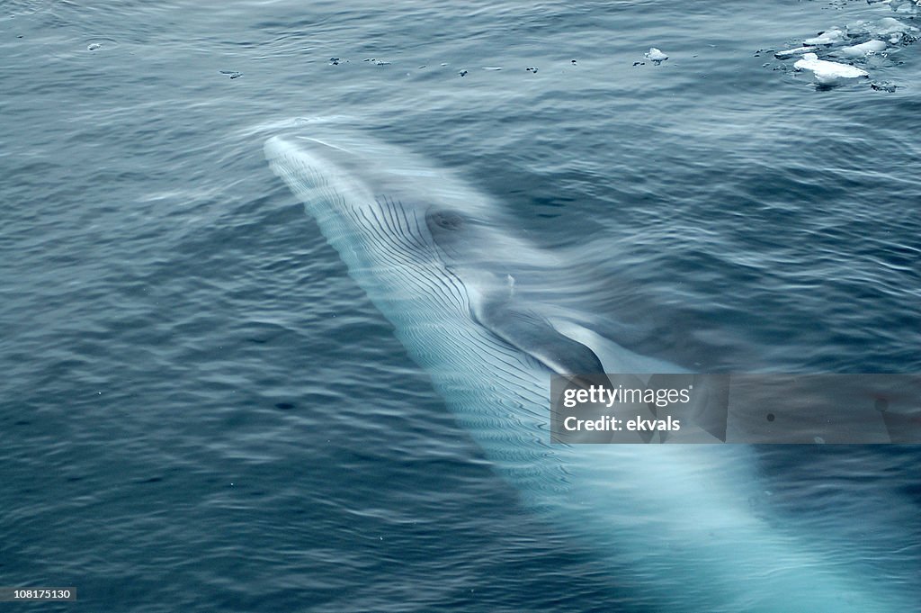 Minke Whale Swimming in Ocean