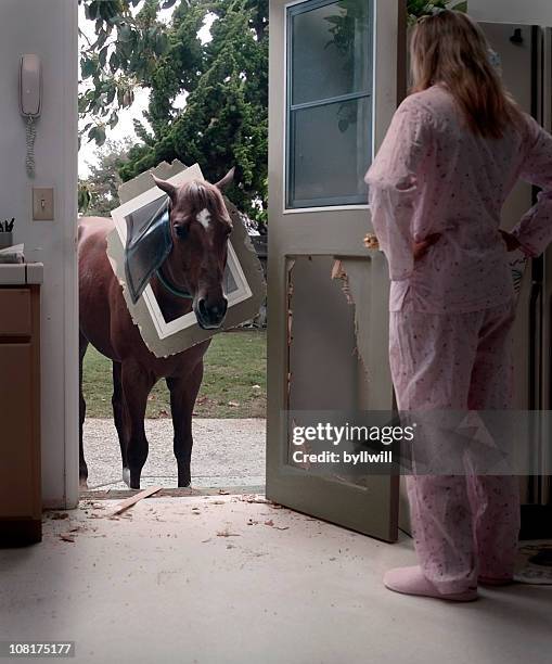 pet horse bemüht, durch die tür hundemotiven - broken door stock-fotos und bilder