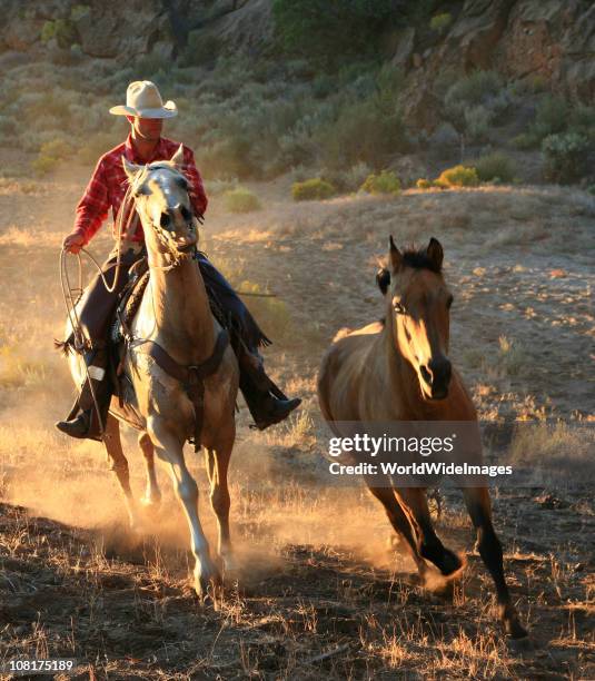 lone cowboys after wild stallion - vangen stockfoto's en -beelden