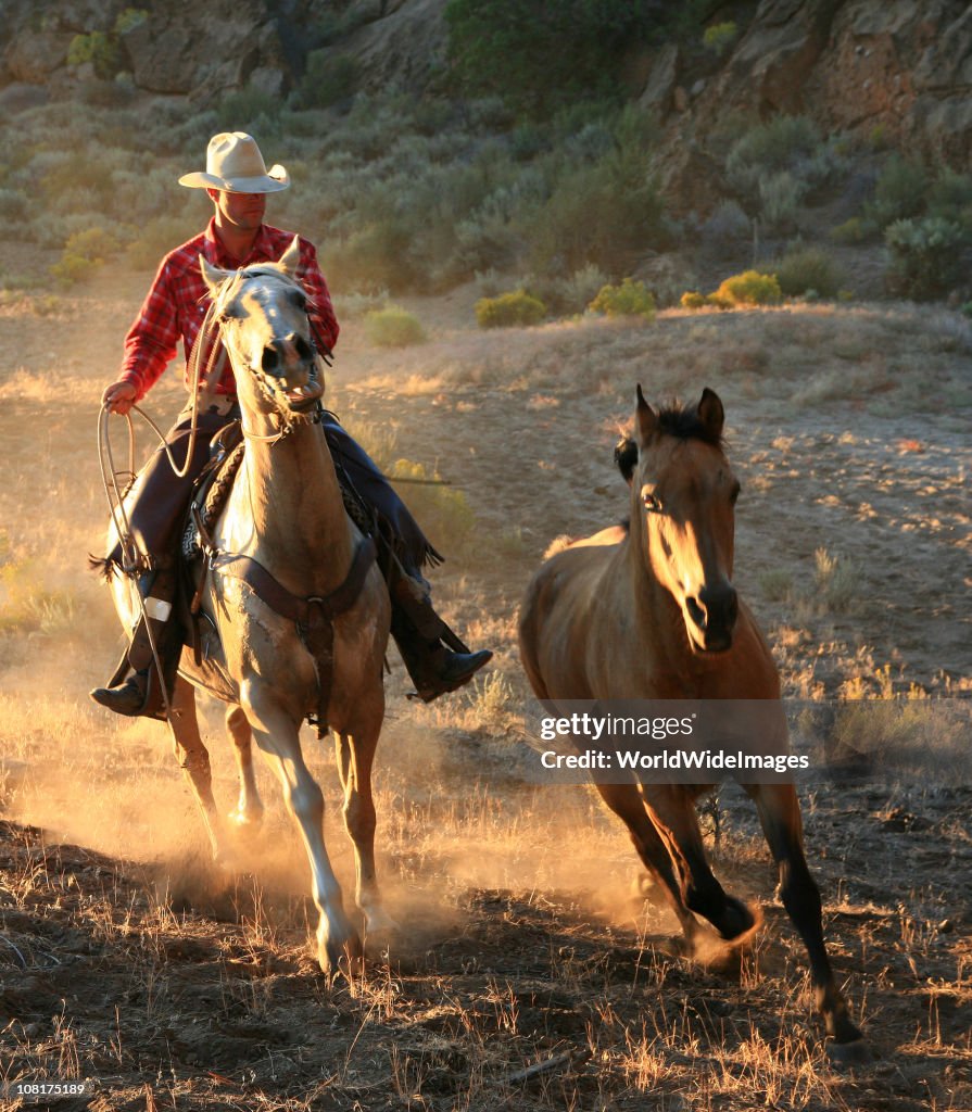 Lone Cowboys after wild stallion