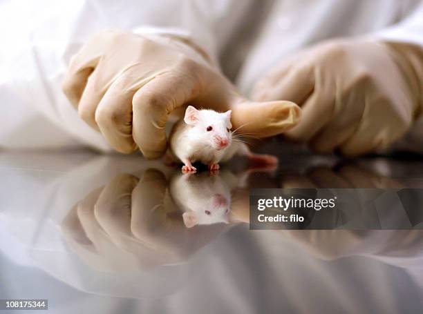 manos del científico de sujeción blanco ratón - animal testing fotografías e imágenes de stock