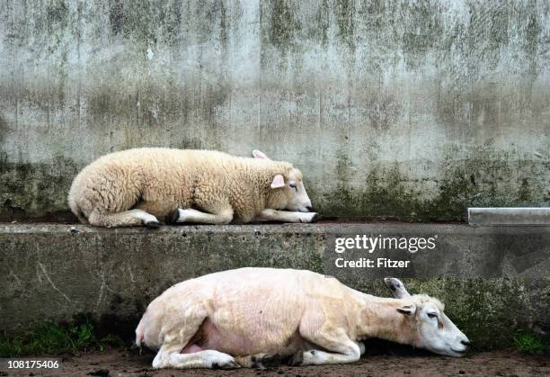 two sheep sleeping on concrete wall - sleep sheep stock pictures, royalty-free photos & images