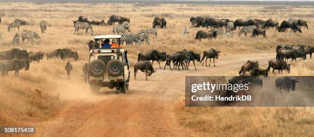 safari vehicle looking at herd of wildebeest - ngorongoro naturvårdsområde bildbanksfoton och bilder