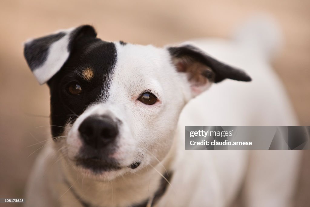 Jack Russell Terrier Dog. Color Image