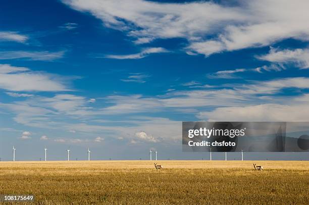 wind turbines and antelope in large field - pronghorn stock pictures, royalty-free photos & images