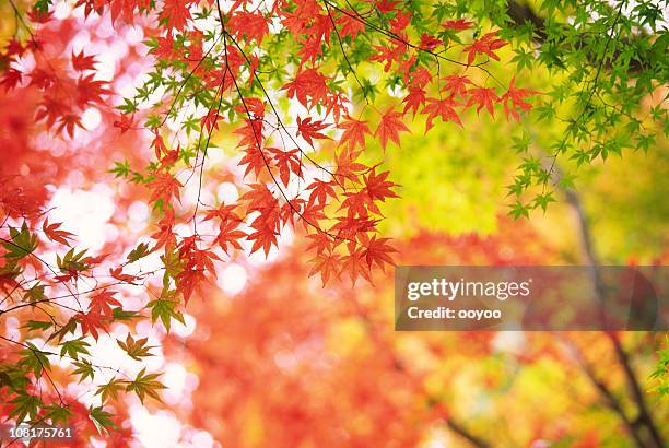 日本のある秋の森 - 紅葉 ストックフォトと画像