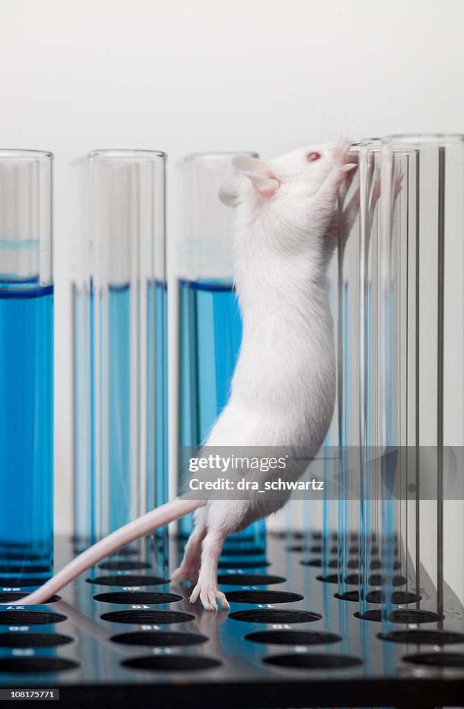 White Laboratory Mouse Climbing on Test Tubes