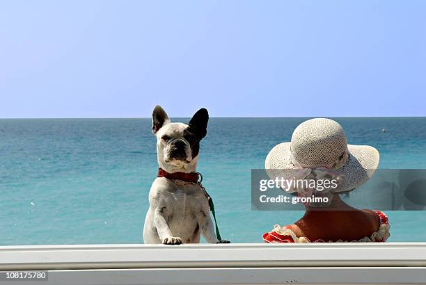 ophélie - bulldog frances imagens e fotografias de stock