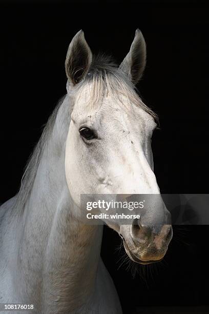 white horse - horse isolated stock pictures, royalty-free photos & images