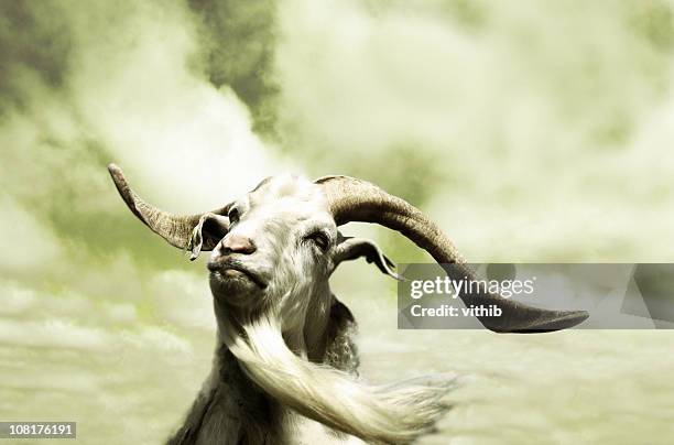 portrait of goat with long beard, toned - ram animal stock pictures, royalty-free photos & images