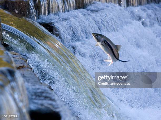 salmone saltando fuori di acqua e attaccato da mare lampreda di mare - deposizione di uova di pesce foto e immagini stock