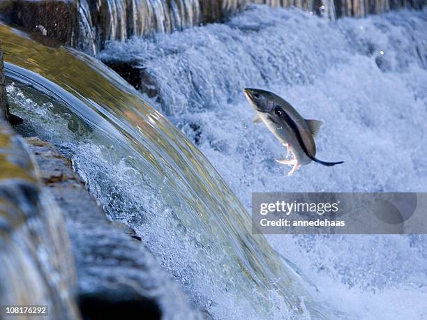 salmon jumping out of water and attacked by sea lamprey - salmon jumping stockfoto's en -beelden