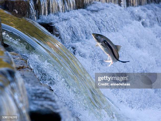salmon jumping out of water and attacked by sea lamprey - waterfall jump stock pictures, royalty-free photos & images
