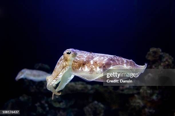 retrato de calamar en la oscuridad al mar - calamares fritos fotografías e imágenes de stock