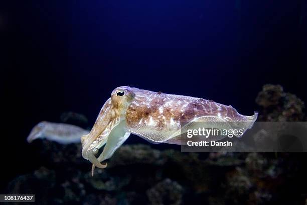 portrait of squid in dark ocean - squid stock pictures, royalty-free photos & images