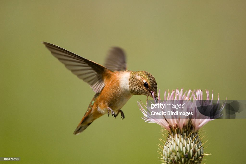 Fuchskolibri auf Distel Blume