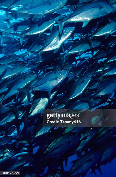 shimmering trevalys - trevally jack stock pictures, royalty-free photos & images