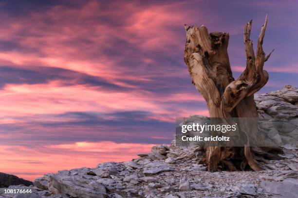 inyo white mountain et dead pin de bristlecone au coucher du soleil - pin de bristlecone photos et images de collection