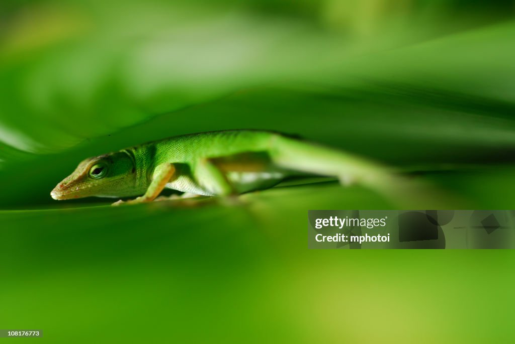 Gecko Close-up