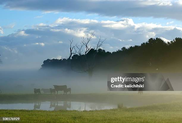 kühe im nebel - australia winter stock-fotos und bilder