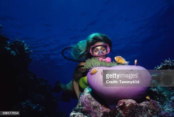 diver over coral reef with anemone - giant purple anemone stockfoto's en -beelden