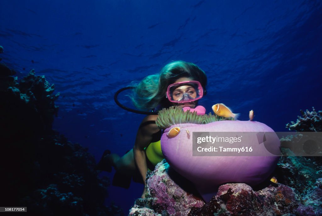 Diver Over Coral Reef With Anemone