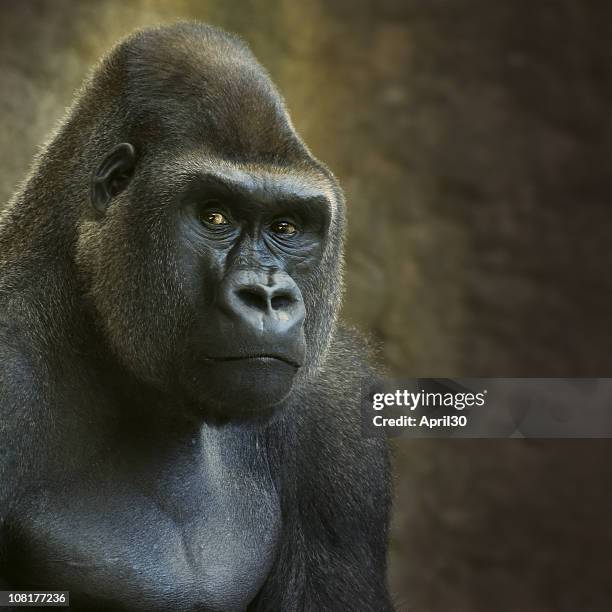 portrait of male lowland gorilla in captivity - gorilla stock pictures, royalty-free photos & images