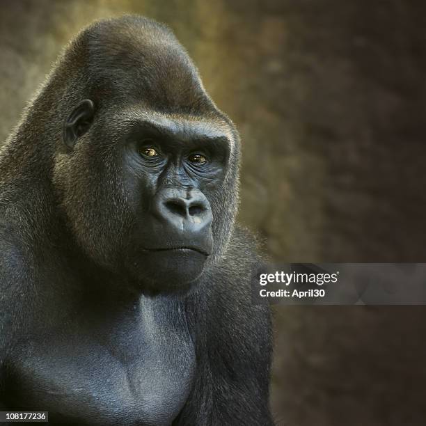 Male Gorilla Photos and Premium High Res Pictures - Getty Images