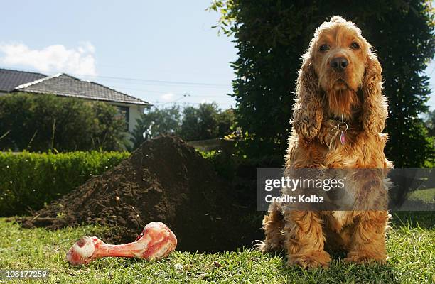 cockerspaniel y hueso para perro junto al gran dug orificio pasante - bury fotografías e imágenes de stock