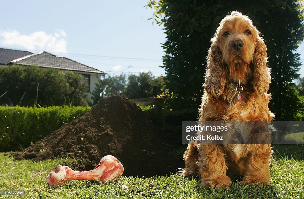 Cockerspaniel and Dog Bone Beside Large Dug Hole