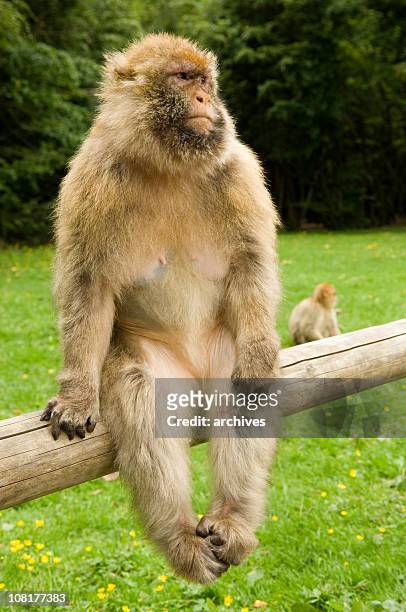 macaco del giappone di scimmia seduto sul ramo in campo - macaque foto e immagini stock