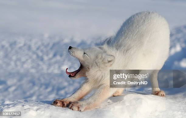 fox yawning. - yawning stockfoto's en -beelden