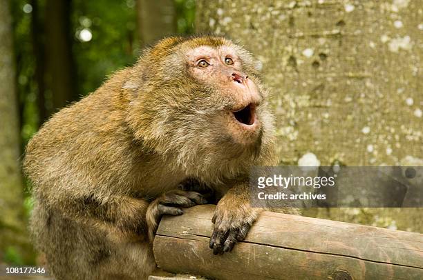 rotgesichtsmakak affe schaut überrascht - macaque stock-fotos und bilder