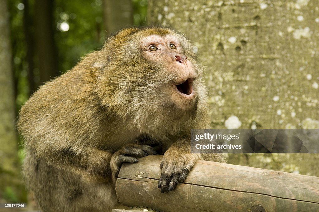 Japanese Macaque Monkey Looking Surprised