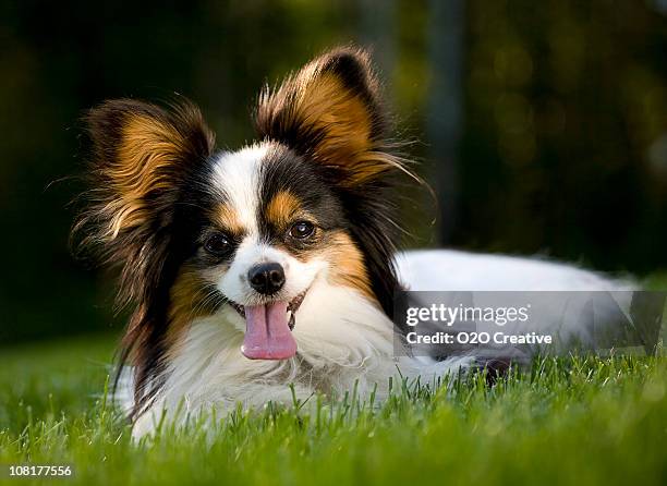 1 717点のパピヨンのストックフォト Getty Images 1 717点のパピヨンのストックフォト Getty Images