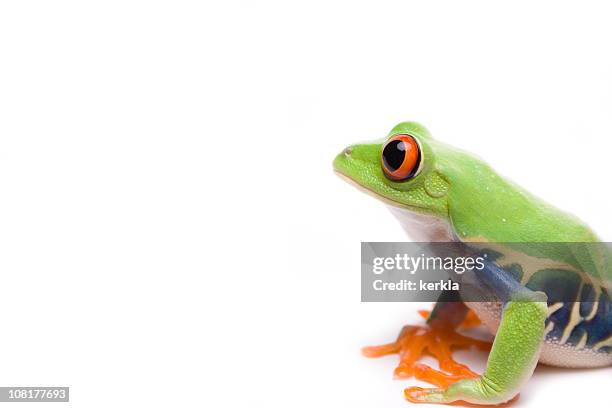 red-eyed tree frog - frosch stock-fotos und bilder
