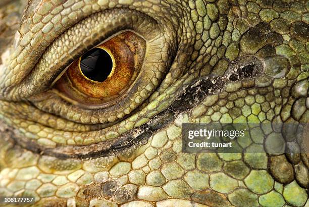 green leguan - lizard stock-fotos und bilder