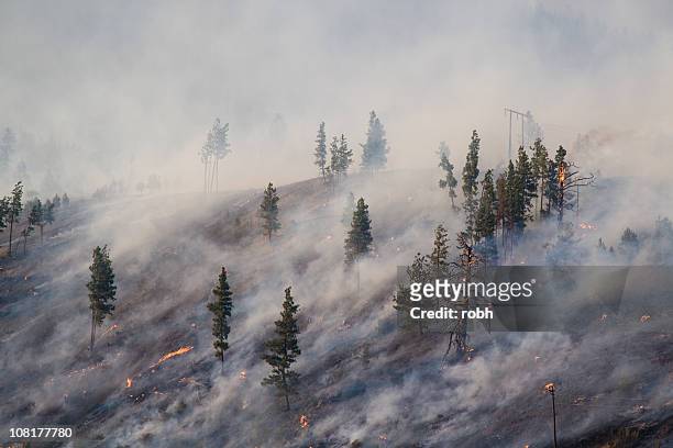 montana forest fire 2007 - forest fire stockfoto's en -beelden