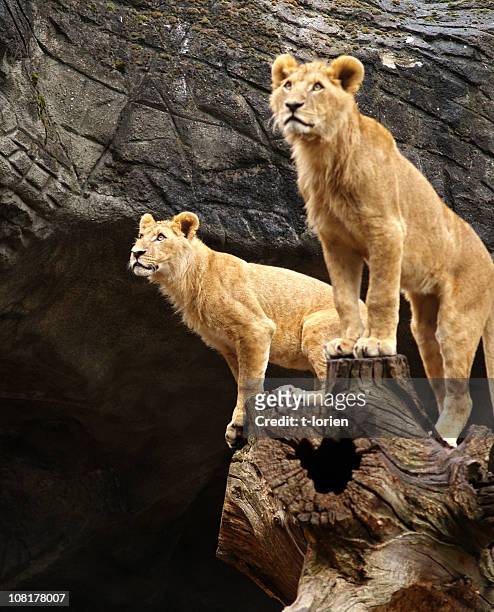 young male lions.... - male animal stock pictures, royalty-free photos & images