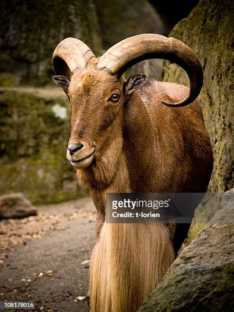 mountain goat - horned stockfoto's en -beelden