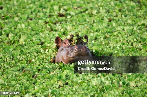 Wild African Hippo with Head Above Floating Water Lettuce Wild African Hippo with Head Above Floating Water Lettuce