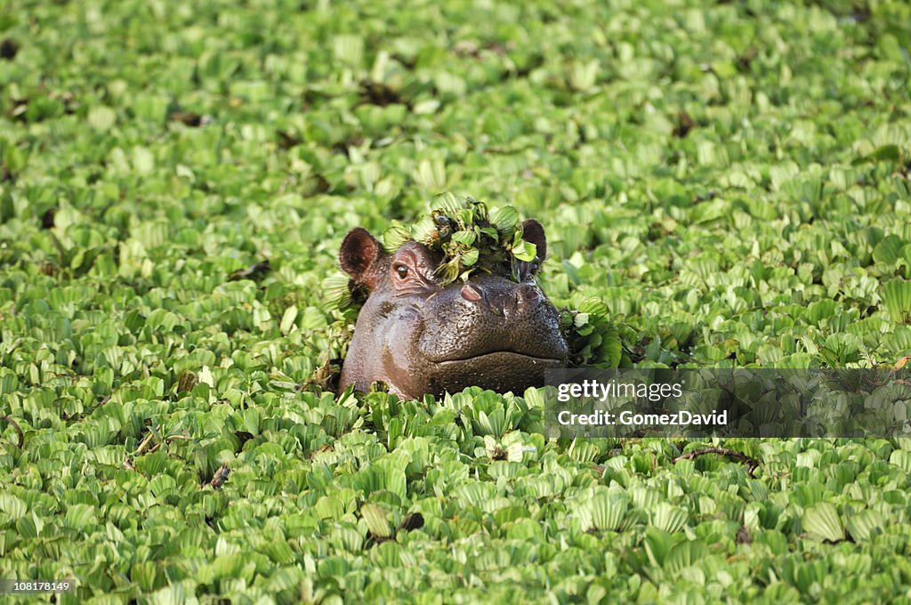 Wild African Hippo with Head Above Floating Water Lettuce