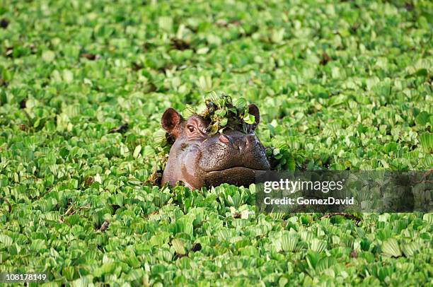 wild african hippo with head above floating water lettuce - aquatic plant stock pictures, royalty-free photos & images