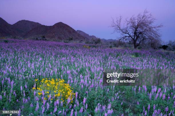 purple flowers in meadow at sunset - northern-california-wildflowers stock pictures, royalty-free photos & images