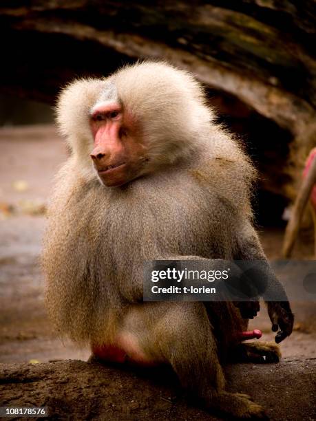baboon male - male baboon stock pictures, royalty-free photos & images