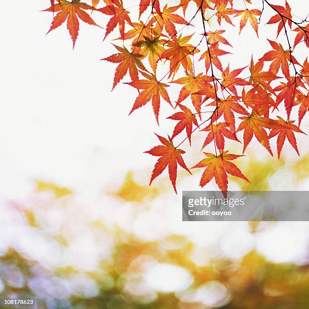 red maple autumn leaves - canadian maple leaf stock pictures, royalty-free photos & images