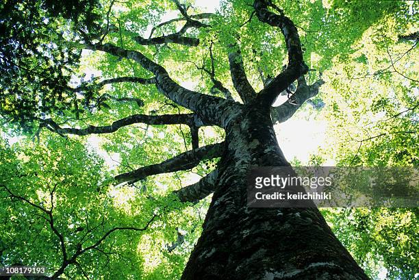 big beech - strength stock pictures, royalty-free photos & images