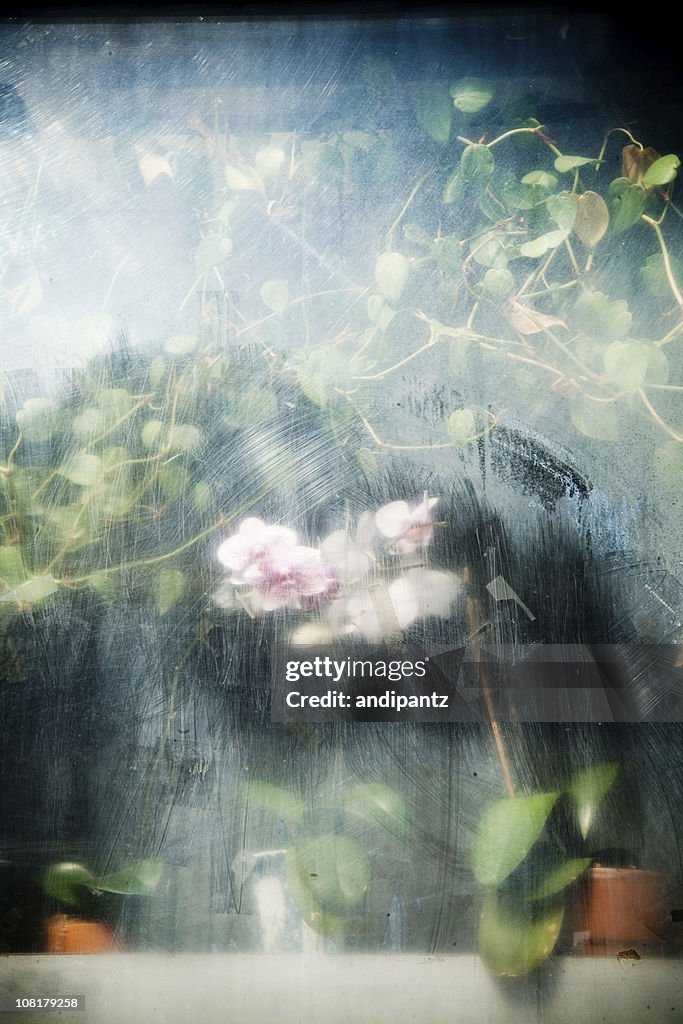 Orchid flores y plantas detrás del vidrio de la ventana de niebla sucia