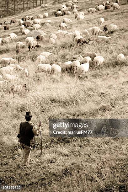 schafe und hirte im feld - hirte stock-fotos und bilder