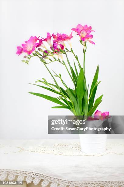 pink freesia in white metal bucket - freesia stockfoto's en -beelden